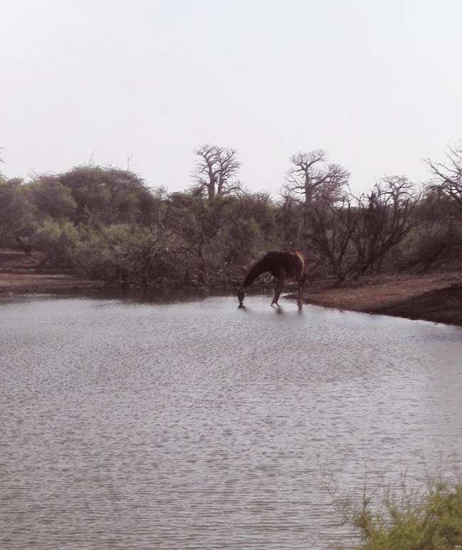 Girafe qui s'abreuve à l'aube, Réserve de Bandia