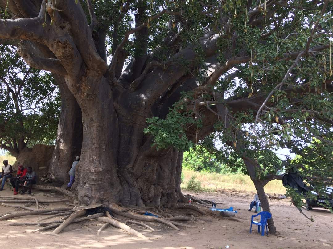 Le plus gros baobab du Sénégal (23m de circonférence)