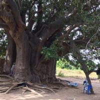 Le plus gros baobab du Sénégal (23m de circonférence)