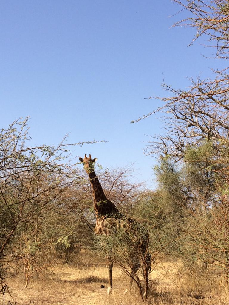 Girafe, réserve de Bandia