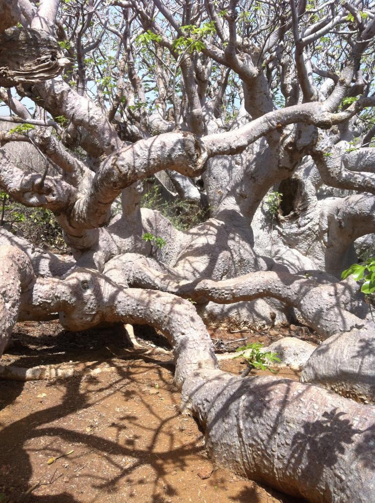 Les baobabs nains