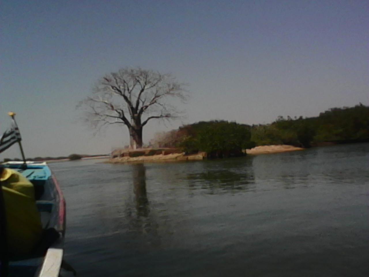 Baobab sacré du Saloum