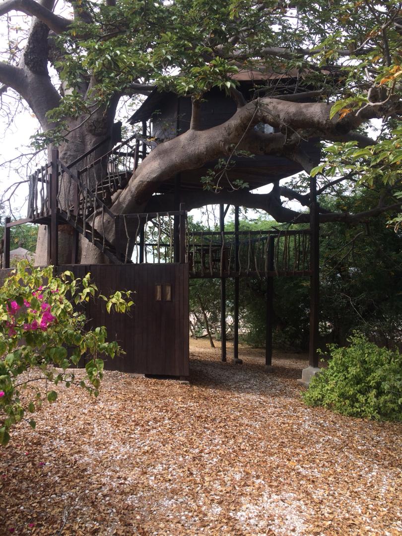 Maison perchée dans un baobab