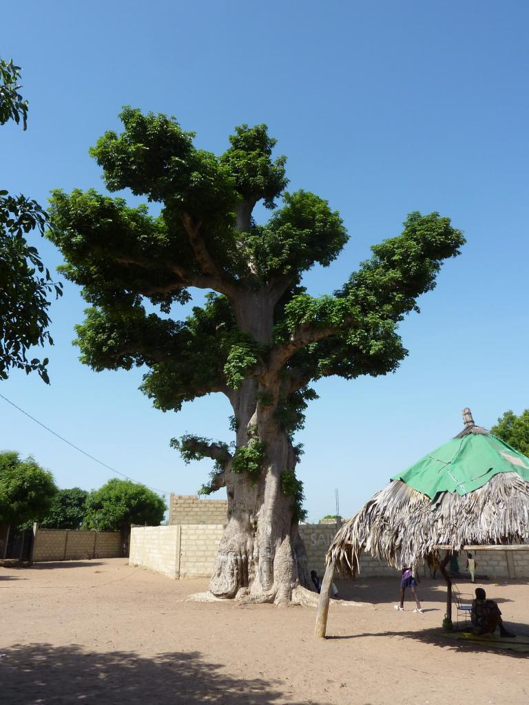 Baobab, emblème du Sénégal