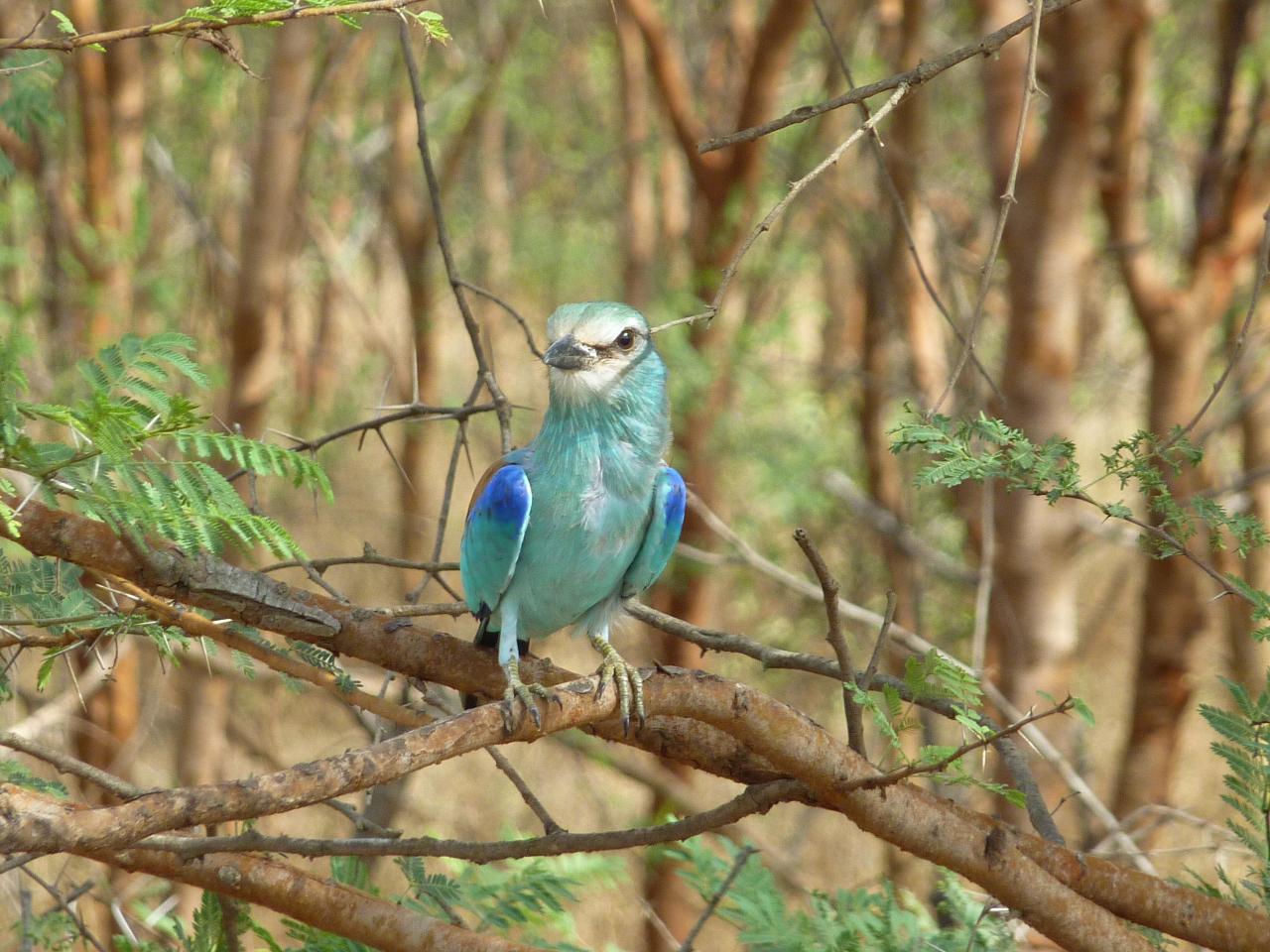 Oiseau de la réserve de Bandia