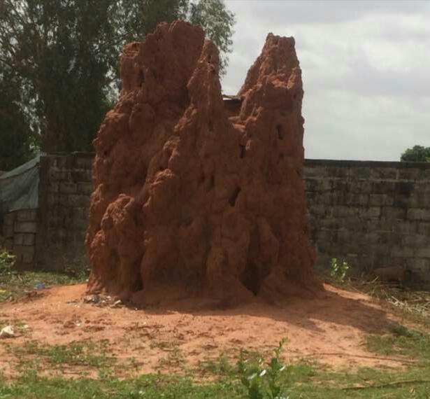 Termitière de la Casamance