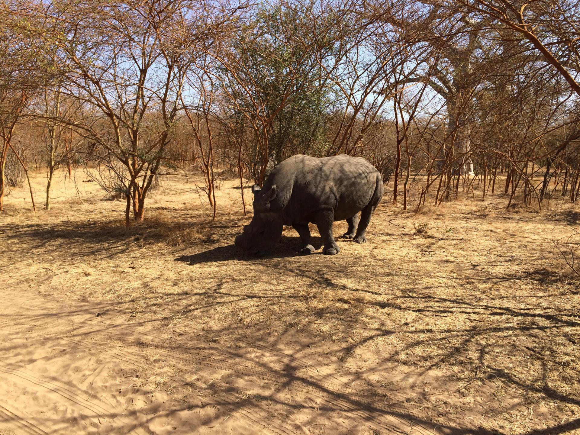 Rhinocéros, réserve de Bandia